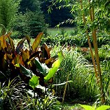 l etang exotique